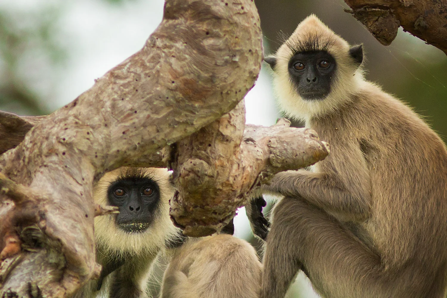 Gray or Hanuman langurs (Semnopithecus sp.)