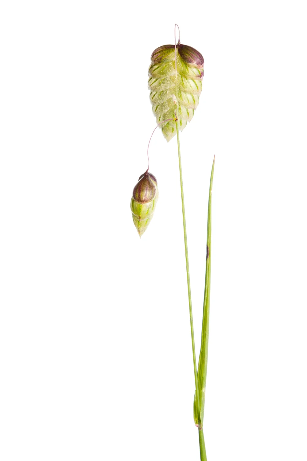 Invasive Blowfly Grass (Briza maxima)