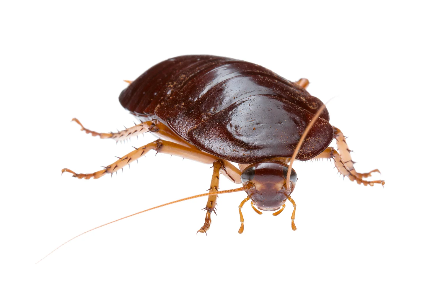 Bush Cockroach (Platyzosteria sp.)