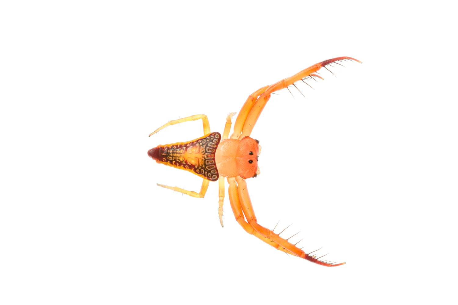Triangular Spider (Arkys walckenaeri)