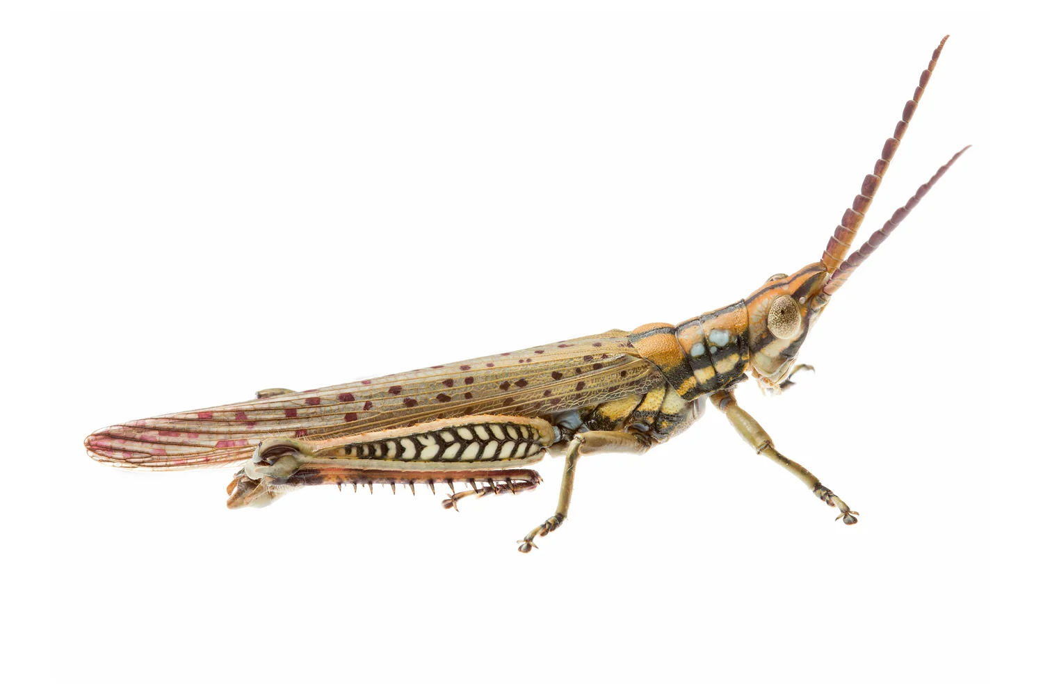 Gaudy Acacia Grasshopper (Macrolobalia ocellata)