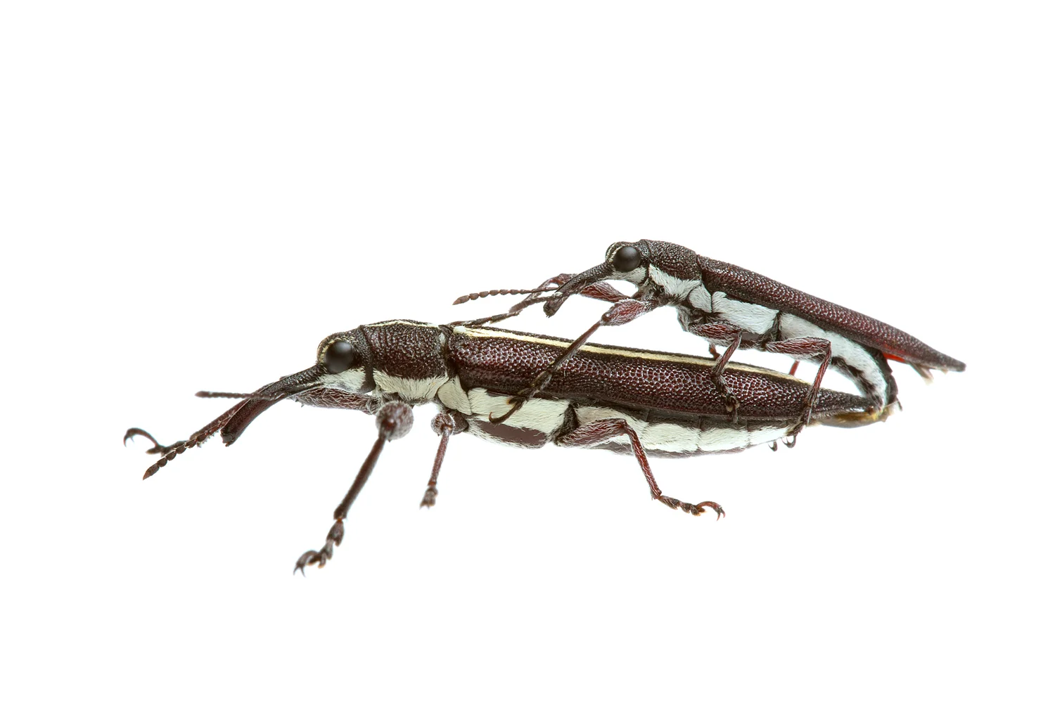 Tailed Weevils (Rhinotia suturalis)