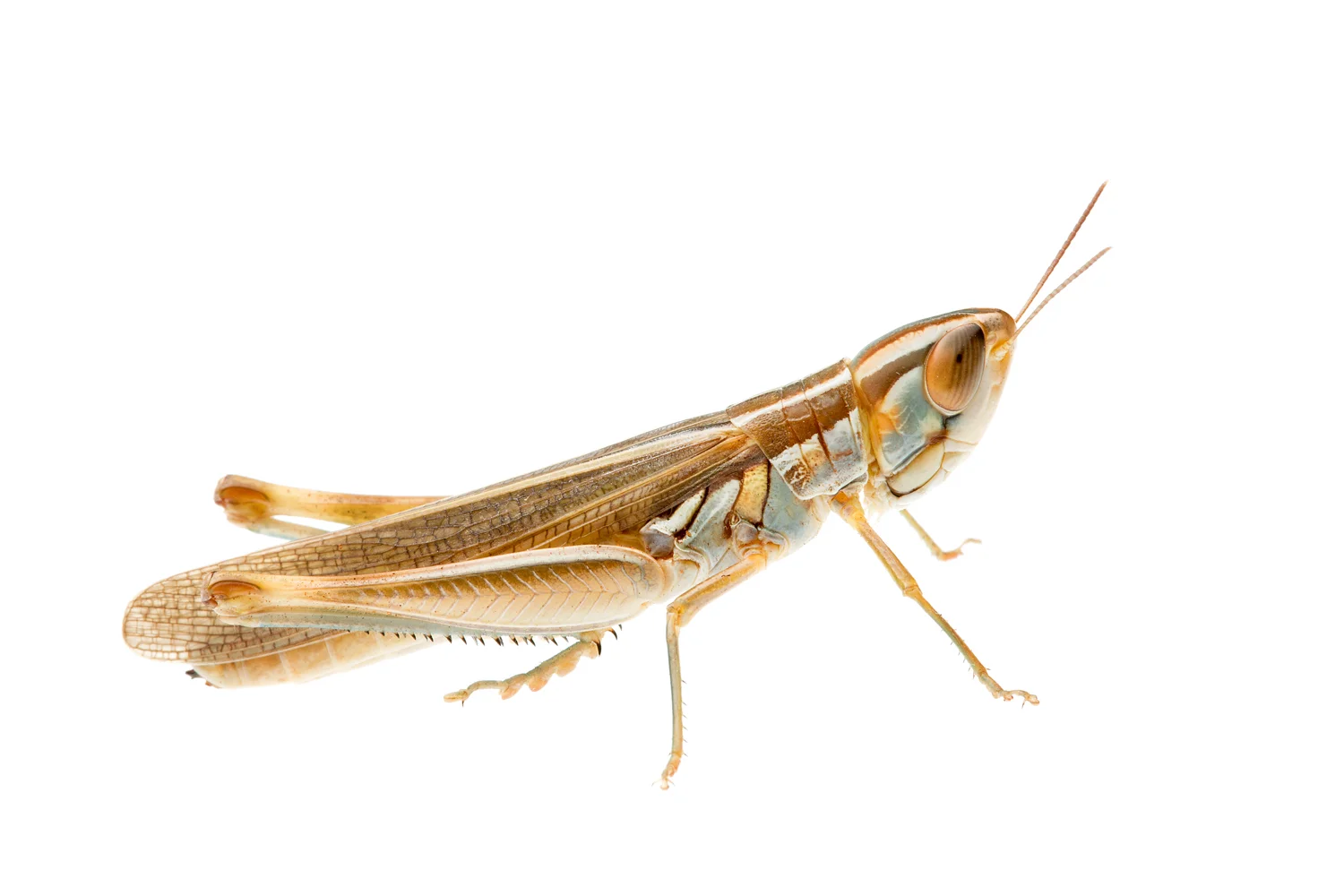 Plain Macrotona Grasshopper (Macrotona sp.)