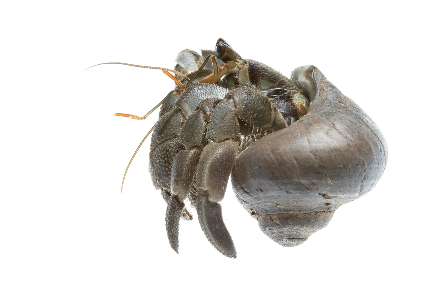 Hermit Crab in Bali