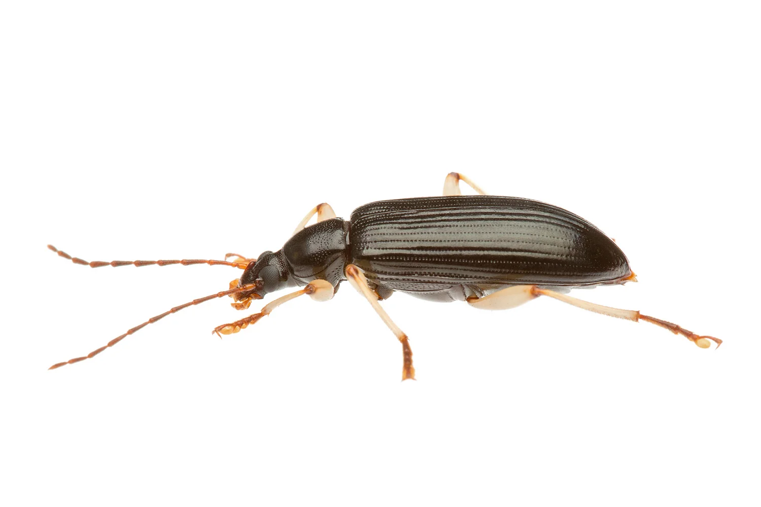 Darkling Beetle (Tenebrionidae Family)