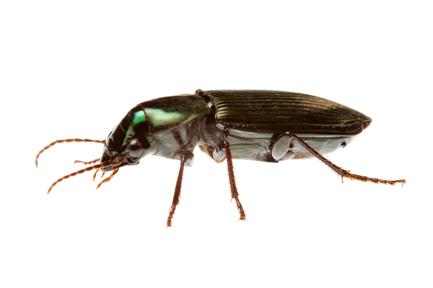 Unidentified Carabid Beetle