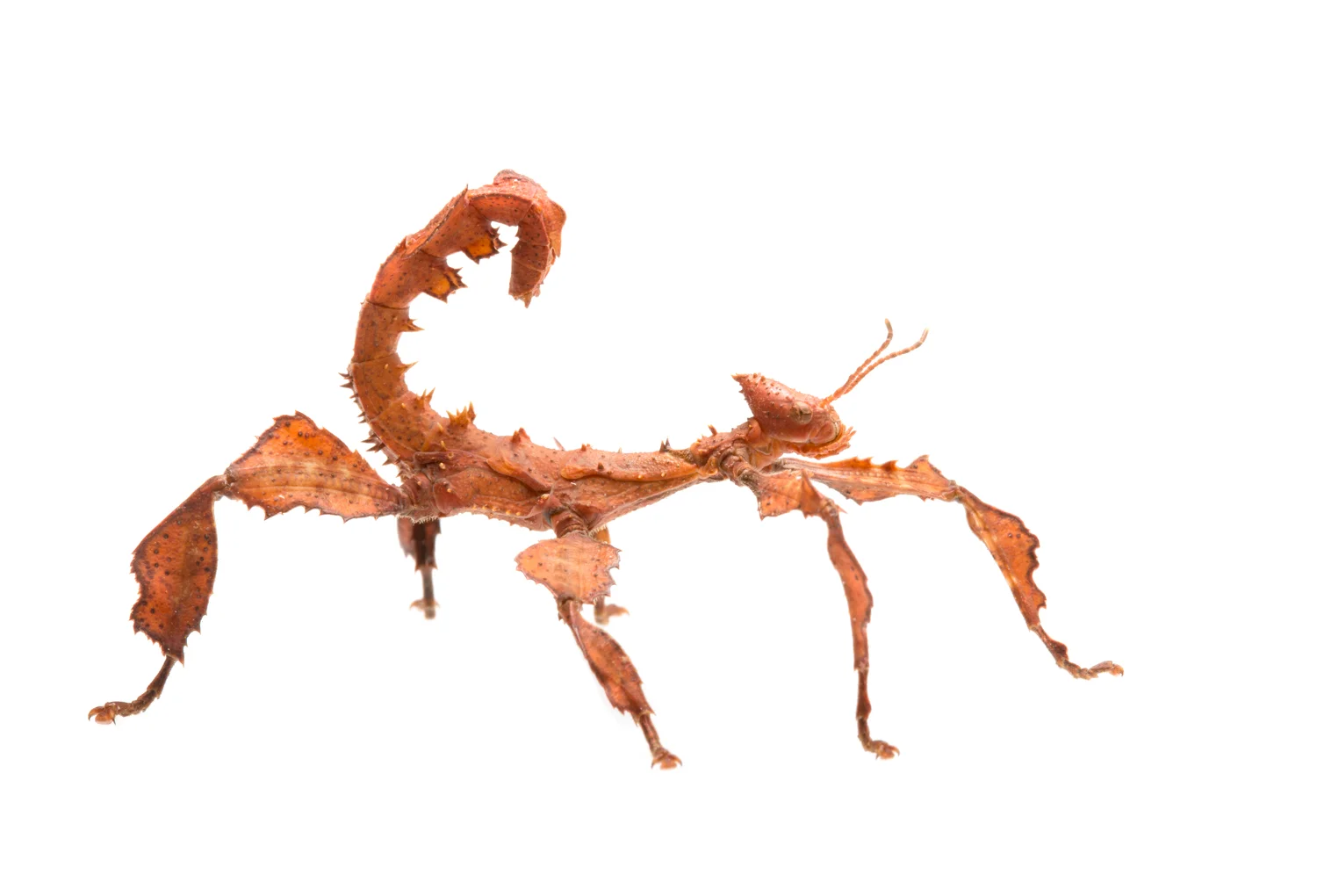 Spiny Leaf Stick Insect (Extatosoma tiaratum)