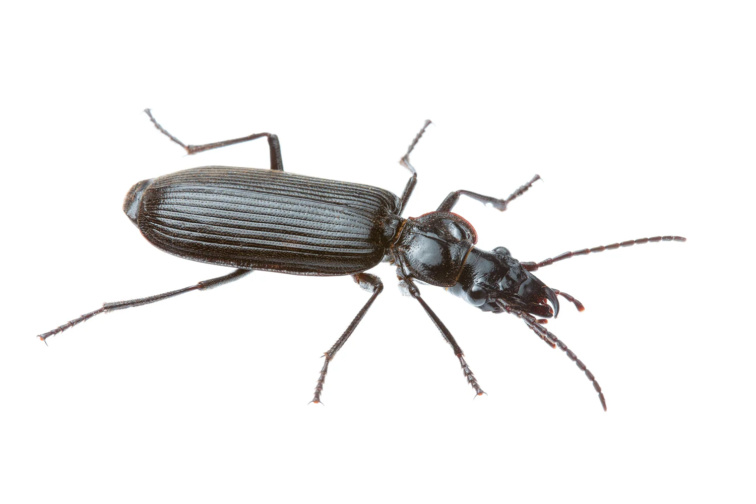 Black Ground Beetle (Gigadema sp.)