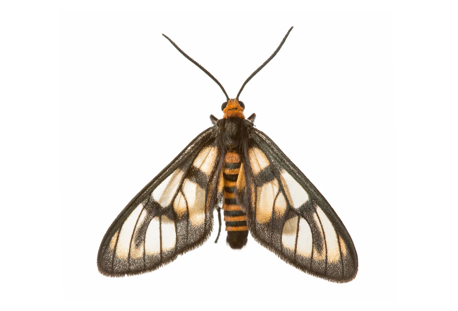 Tiger Moth (Amata sp.)