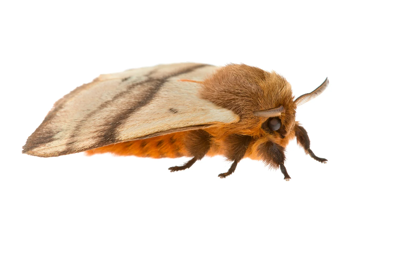 Woolly Moth (Cotana serranotata)