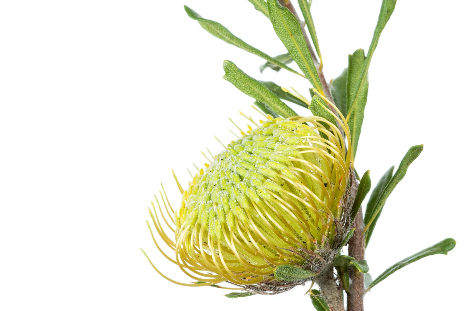 Ground Dryandra (Banksia tridentata)