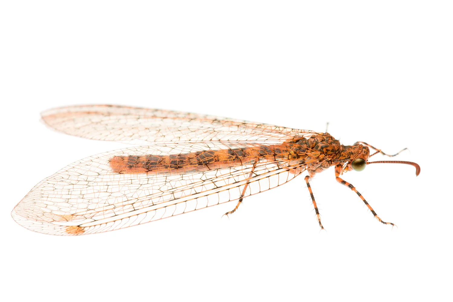 Lacewing (Glenoleon sp.)