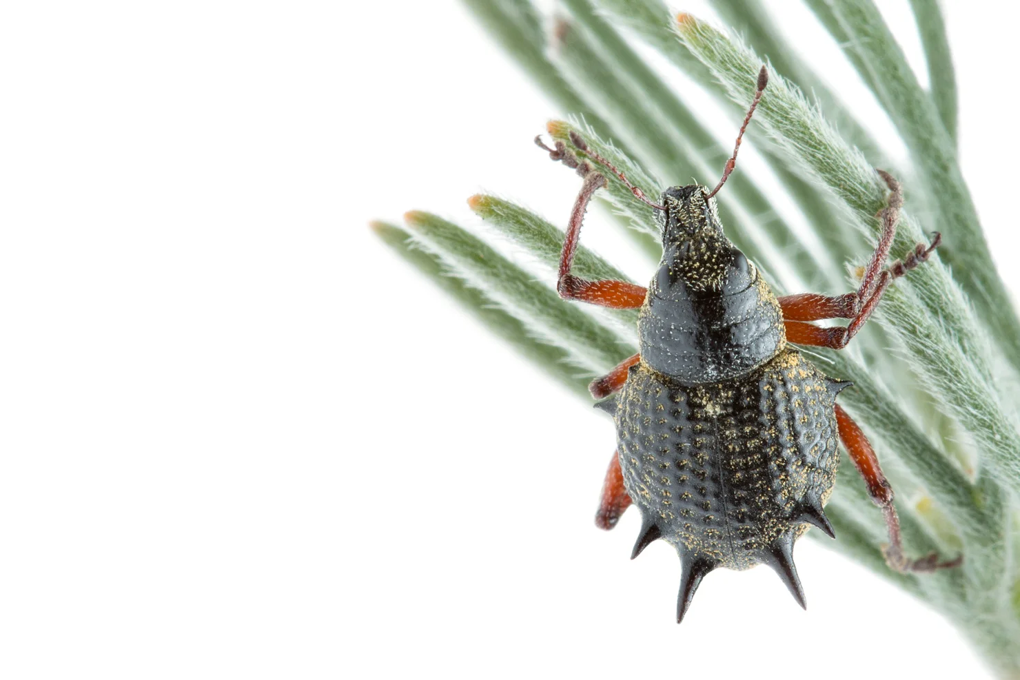 Spiny Weevil (Catasarcus spinipennis)