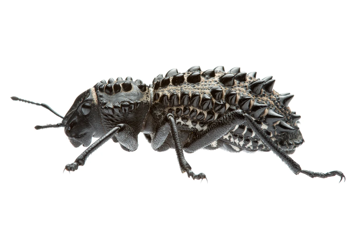 Broad Nosed Weevil (Gagatophorus draco)
