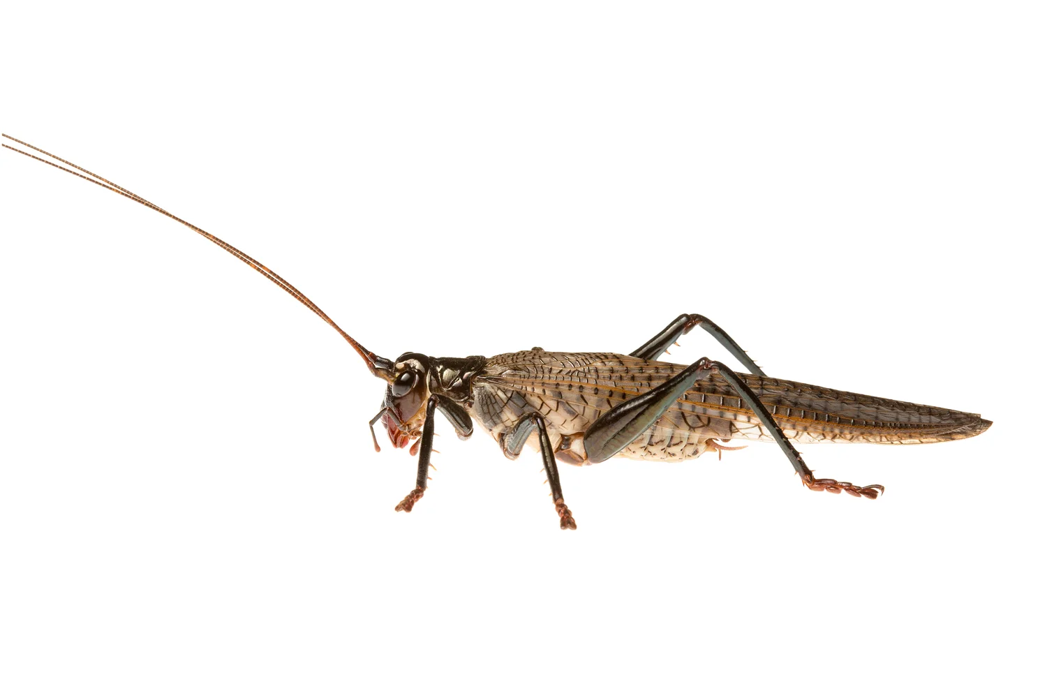 Black Raspy Cricket (Hadrogryllacris sp.)
