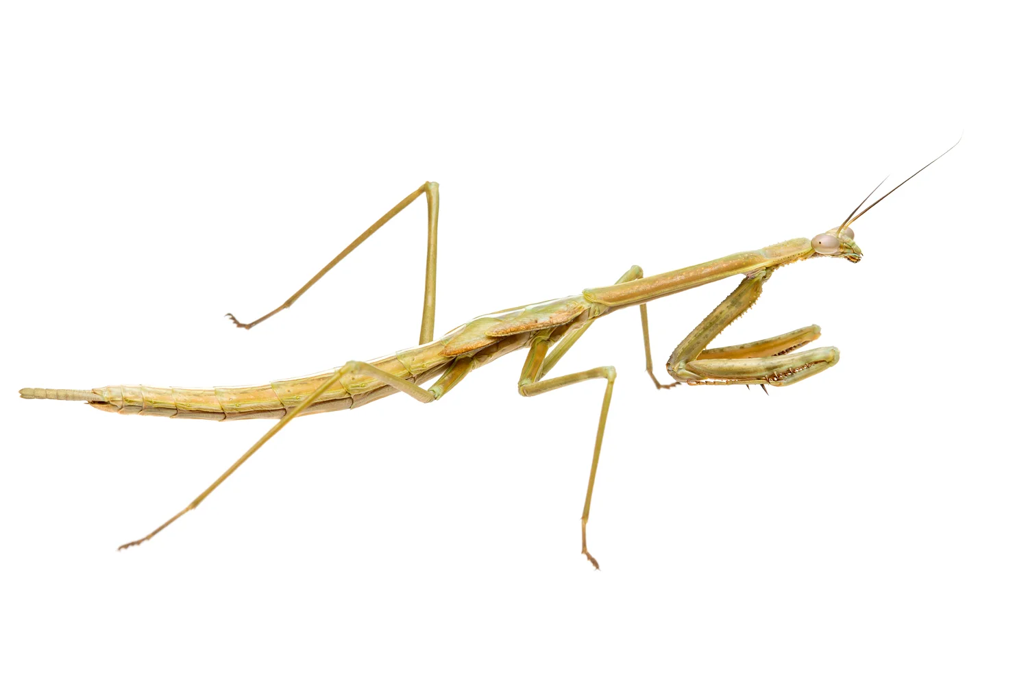 Subadult Mallee Mantis (Archimantis sobrina)