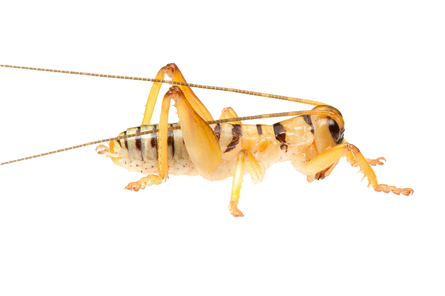 Orange Rapsy Cricket (Hadrogryllacris sp.)