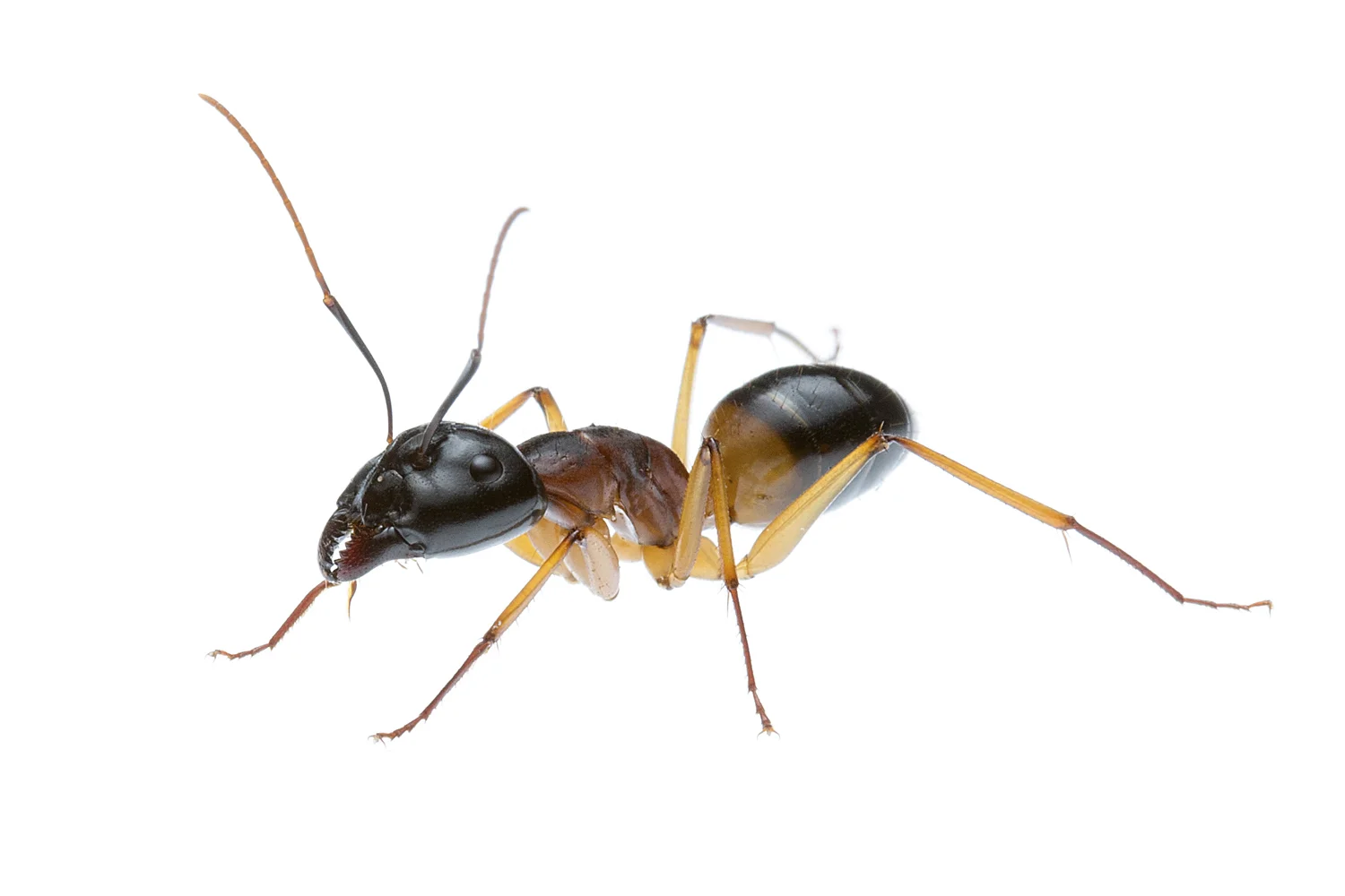 Banded Sugar Ant (Camponotus consobrinus)