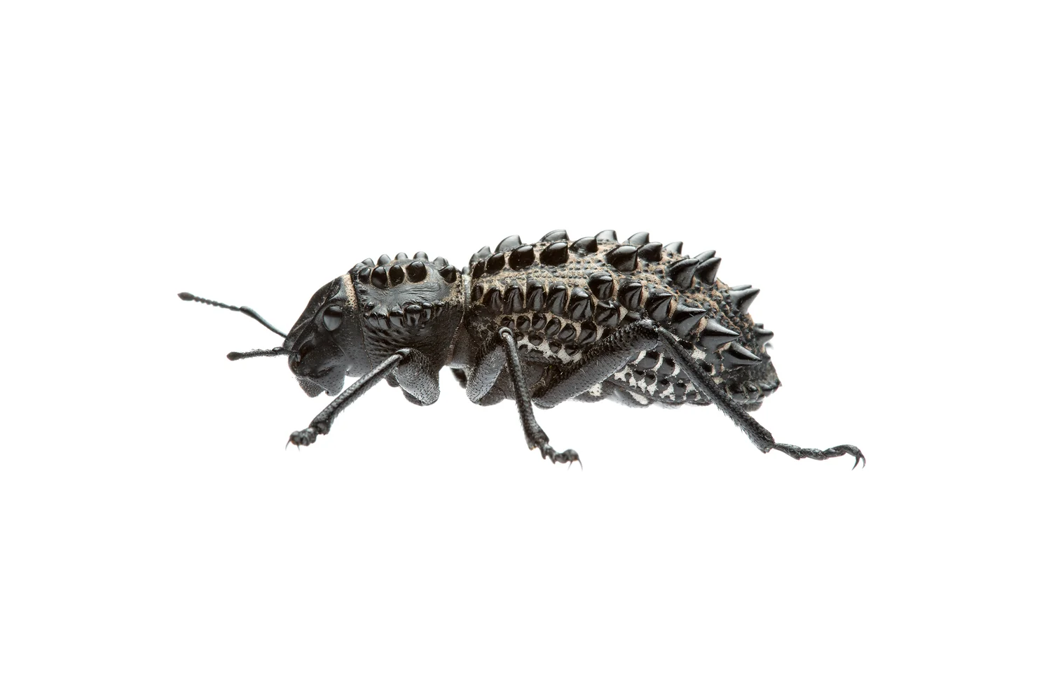 beetle_thumb.jpg