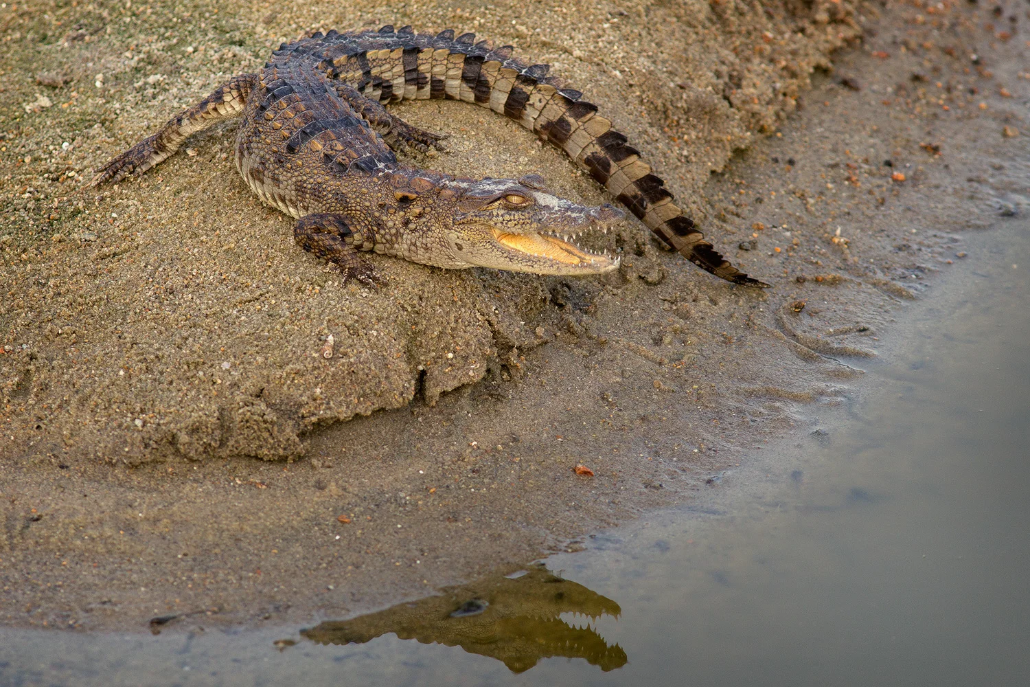 Sharpened-versioncroc.jpg