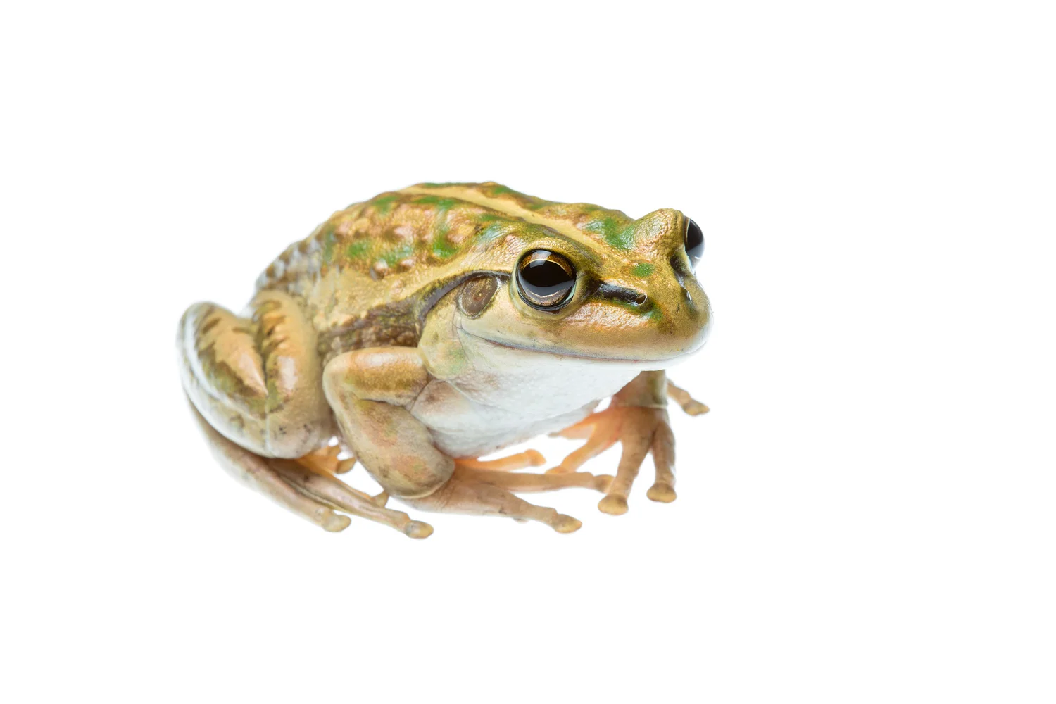 Motorbike frog (Litoria moorei)