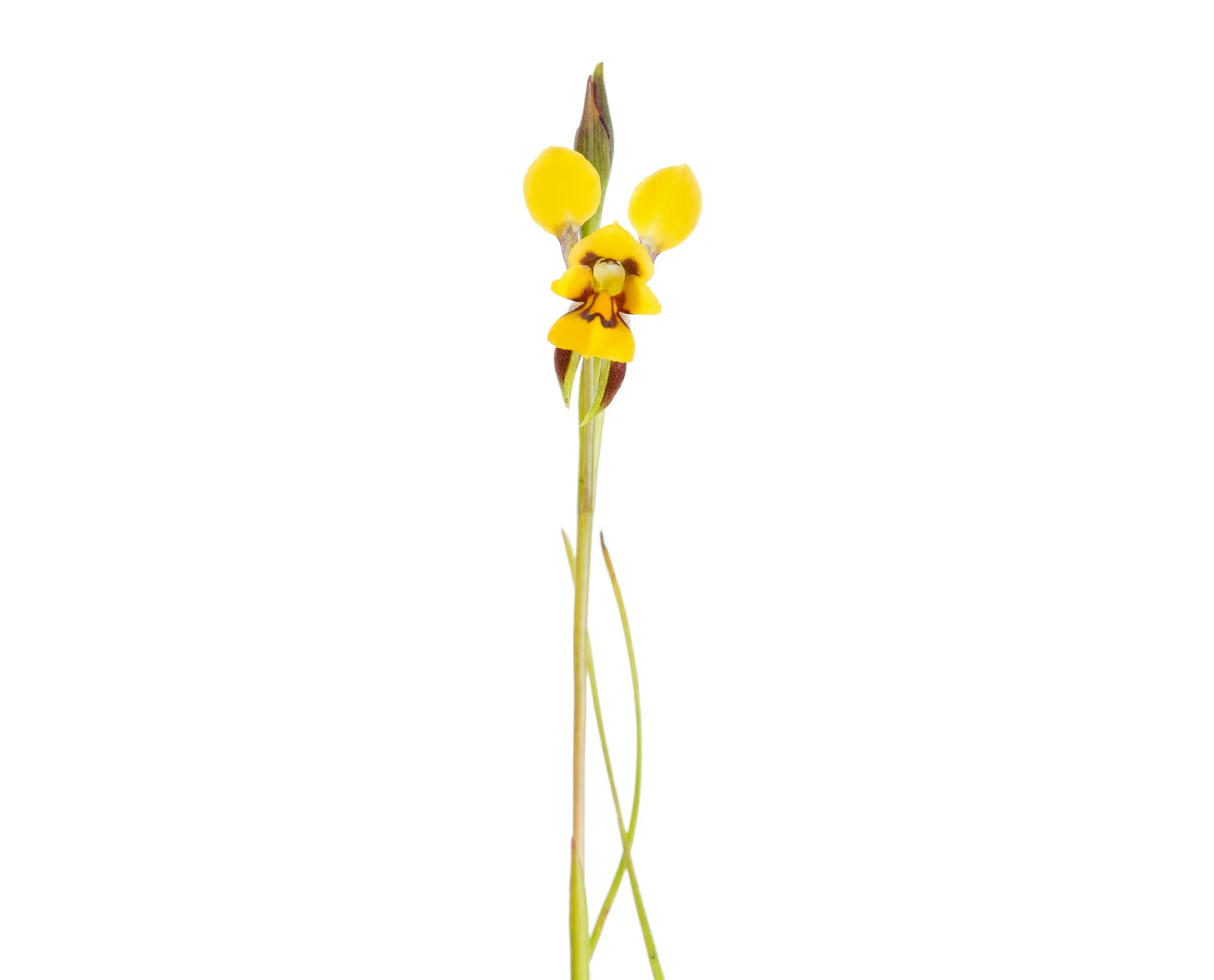 Elegant Donkey Orchid (Diuris concinna)
