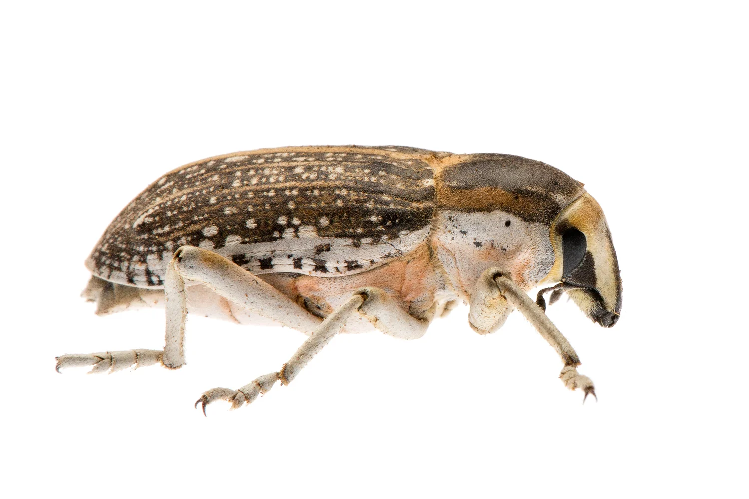 True Weevil (Conorhynchus conirostris)