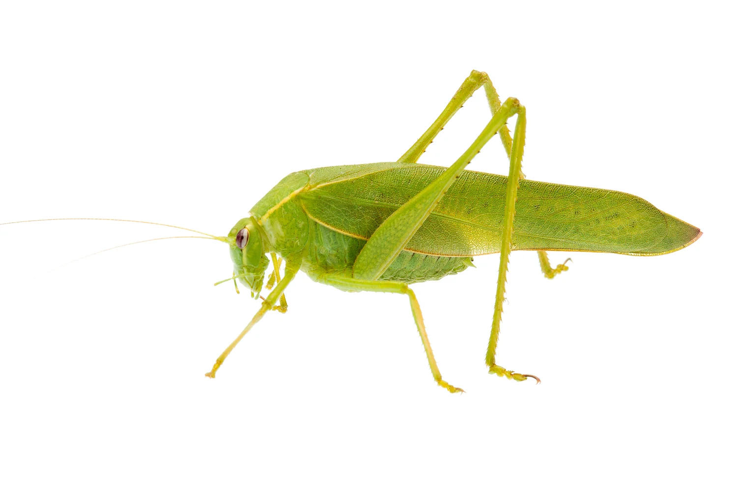Bush Katydid (Caedicia sp.)