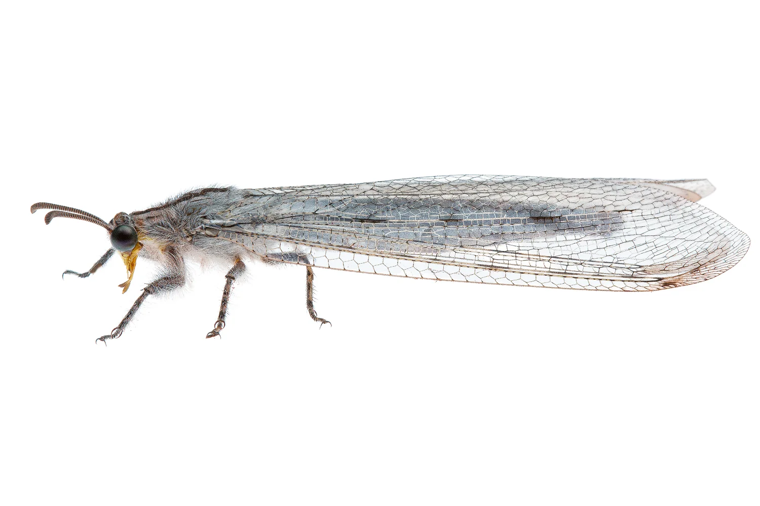 Antlion Lacewing (Heoclisis fundata)