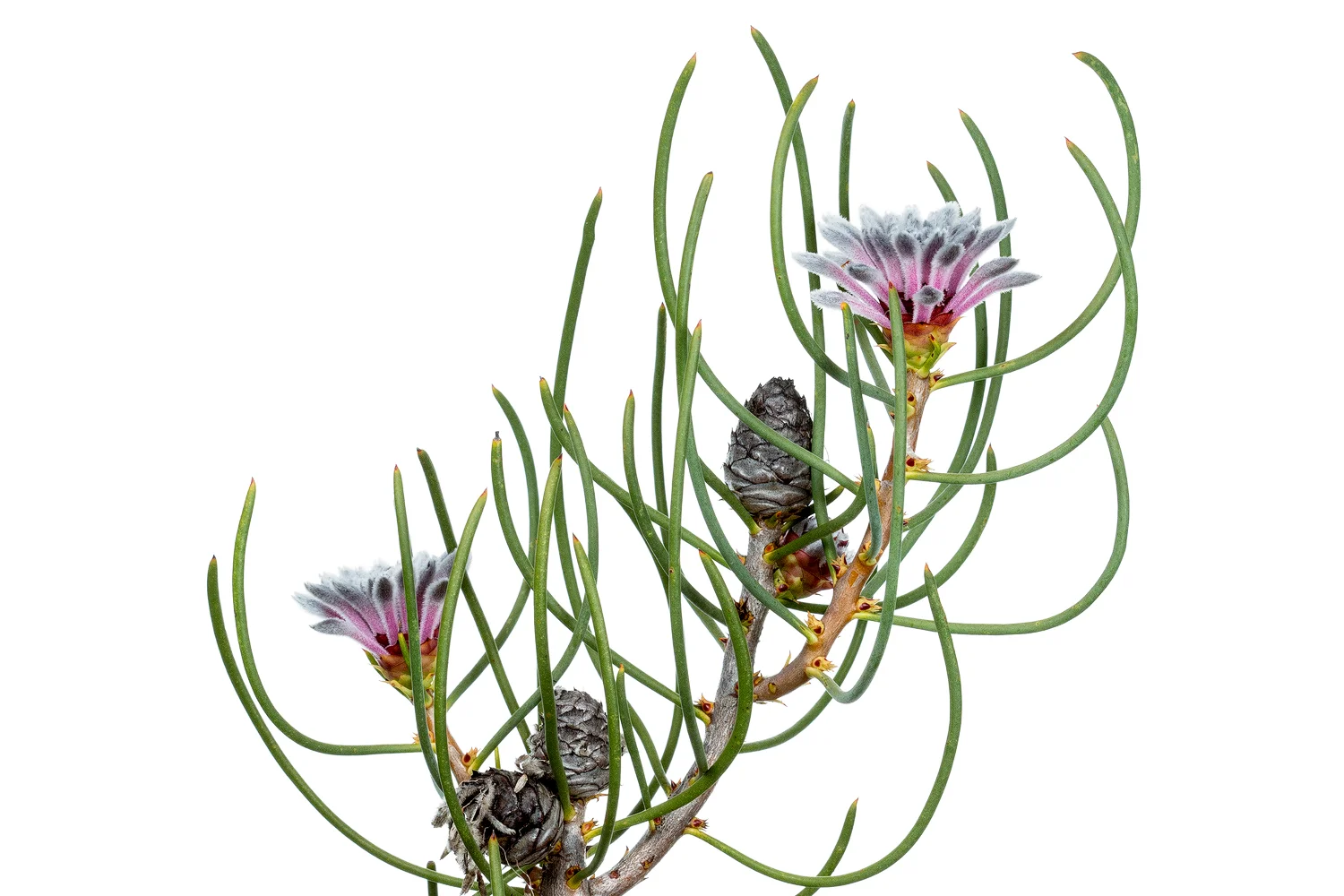 Conebush (Petrophile teretifolia)