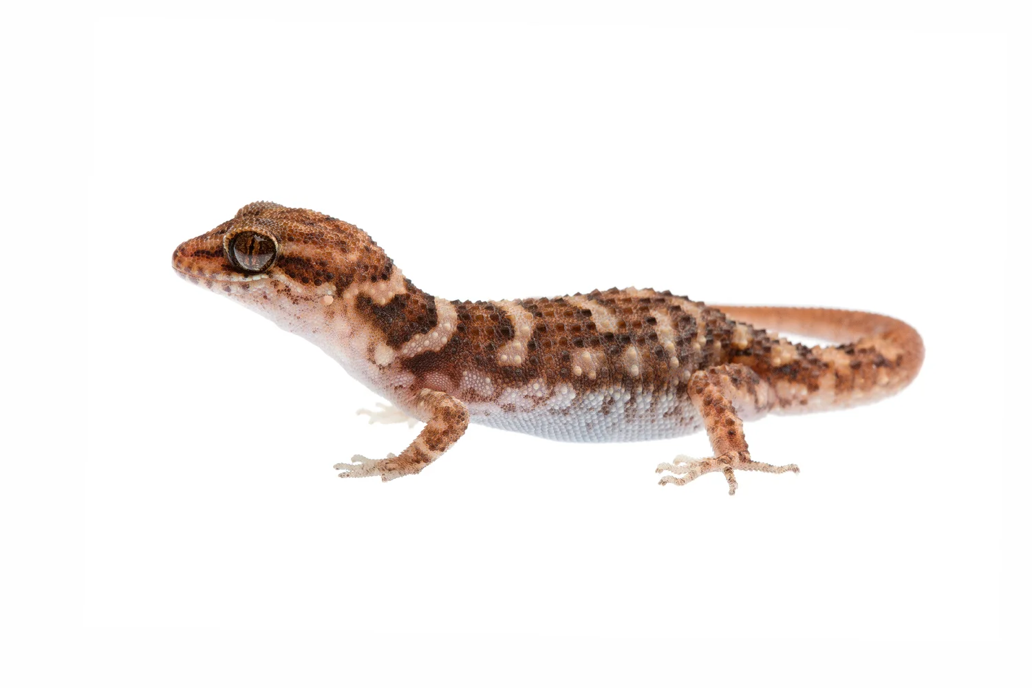 Bynoe's Gecko (Heteronotia binoei)
