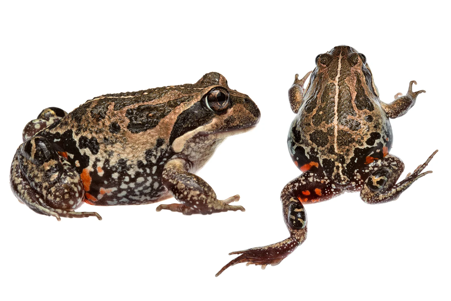 Western Banjo Frog (Limnodynastes dorsalis)