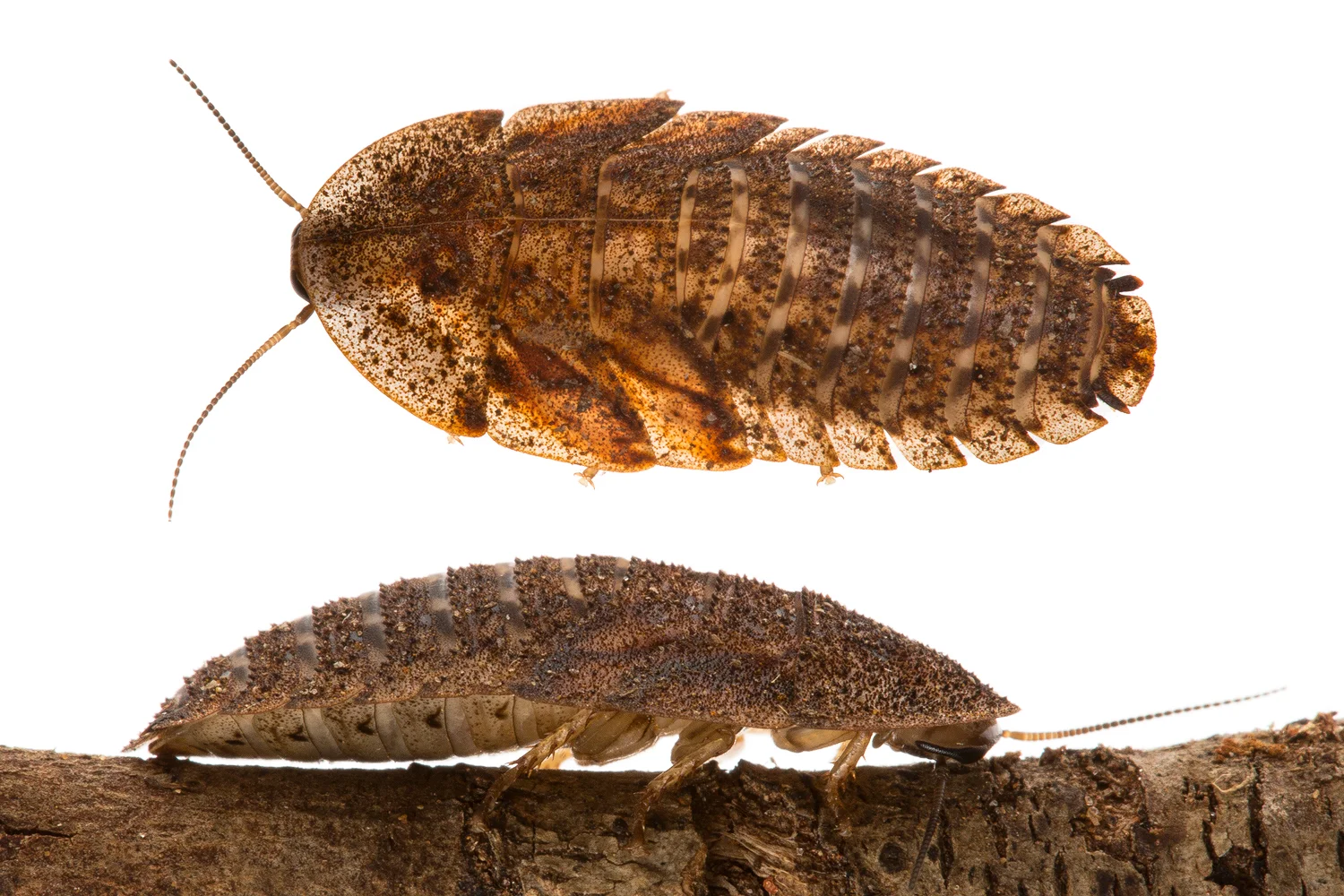 Edgar's Trilobite Cockroach (Laxta rieki)