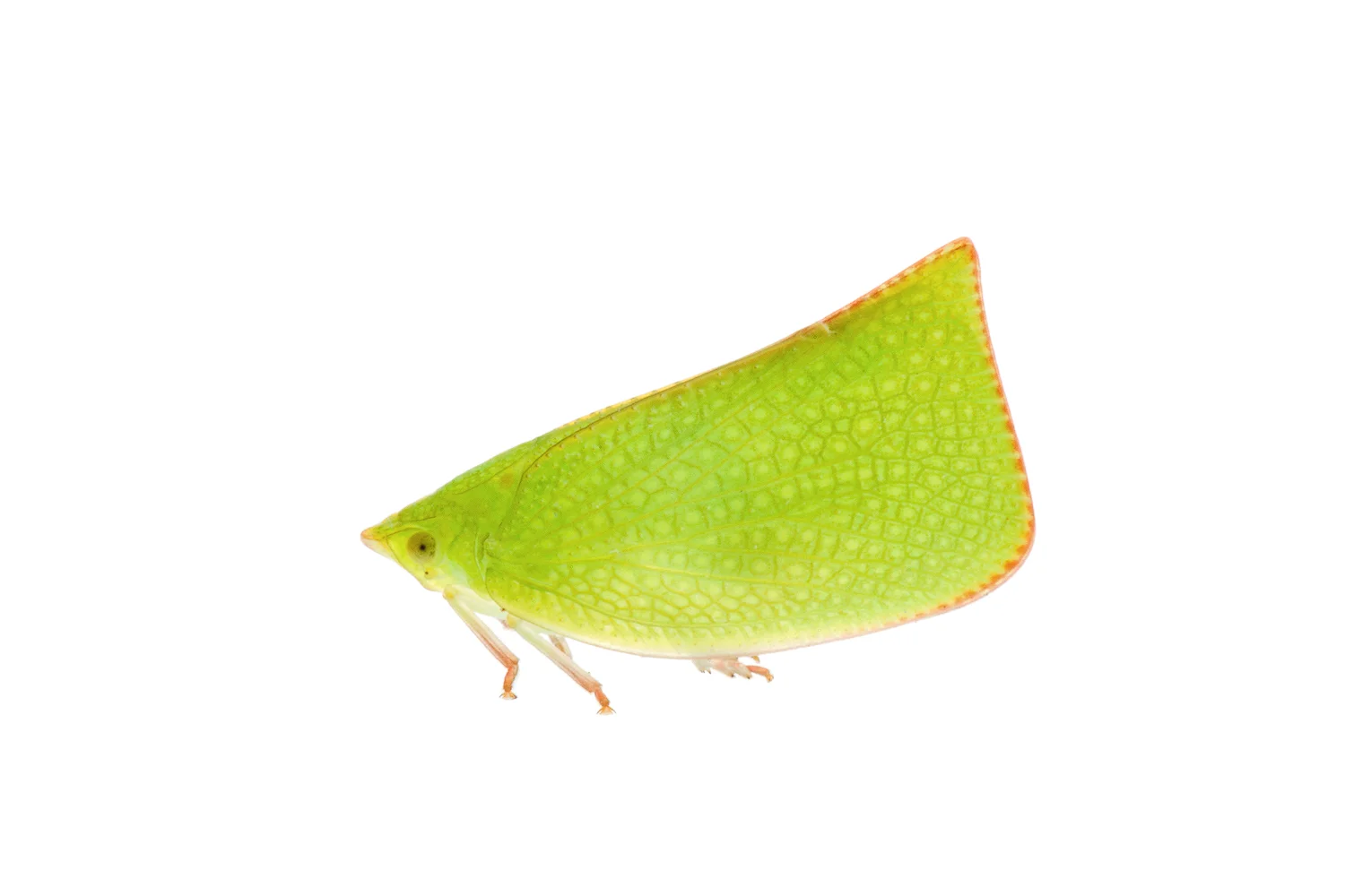 Planthopper (Siphanta sp.)