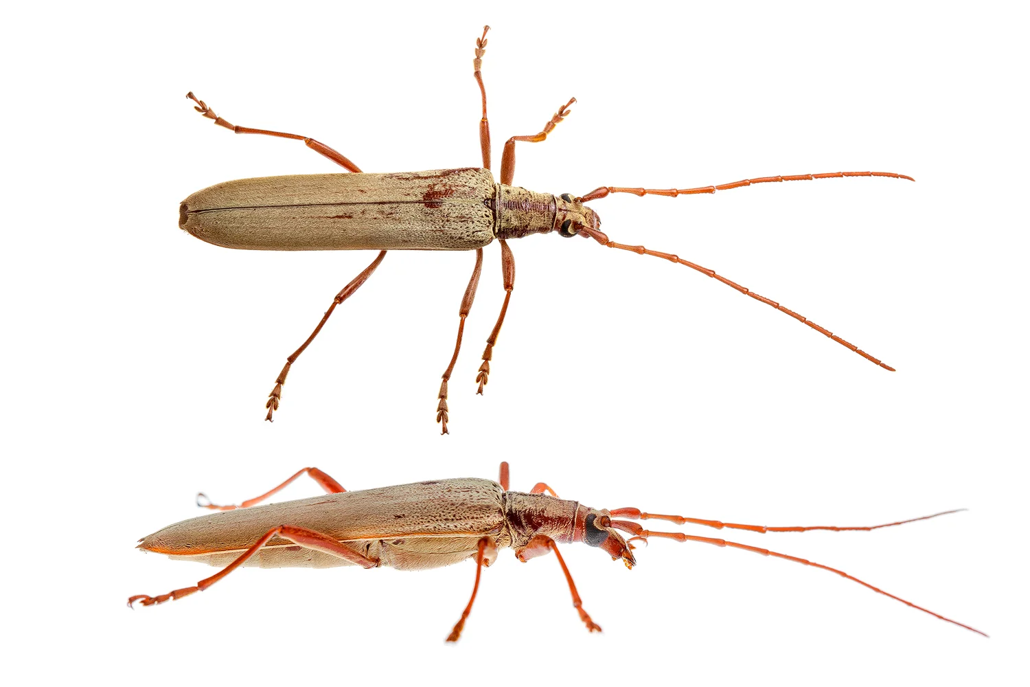 Longicorn Beetle (Scolecobrotus sp.)