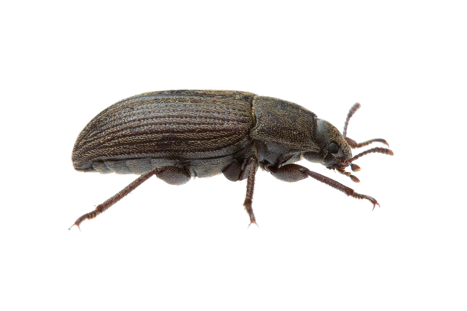 Darkling Beetle (Gonocephalus sp.)