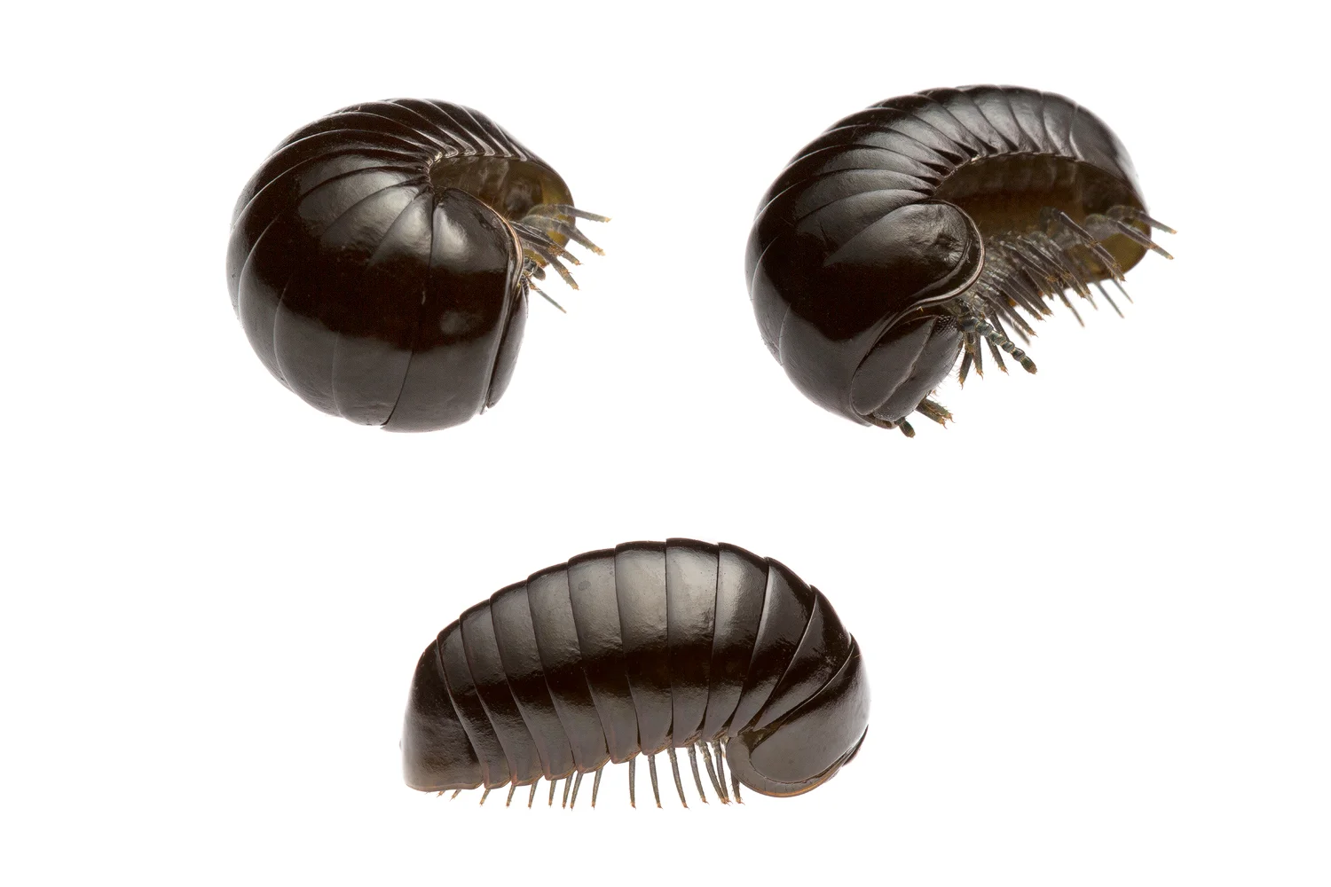 Pill Millipede - Cynotelopus notabilis