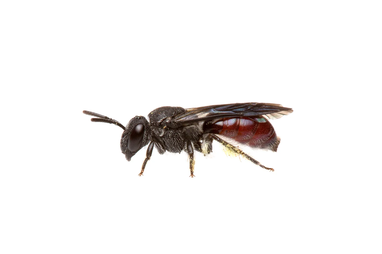 Reed Bee (Exoneura sp.)