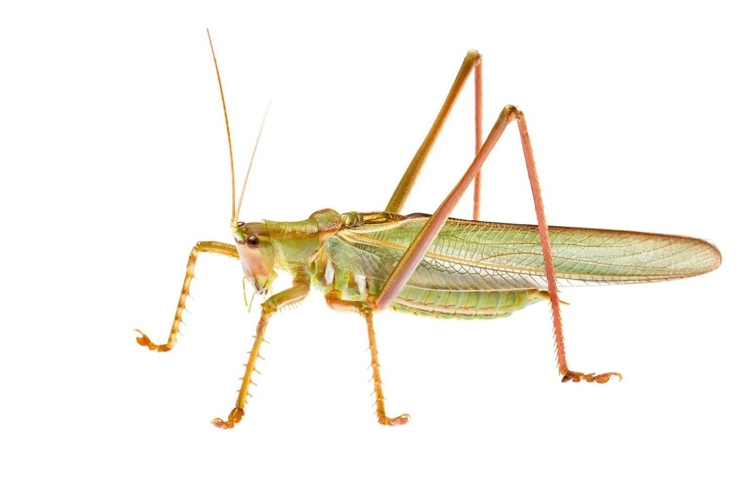 Glistening Yullandria (Yullandria lawagimana)