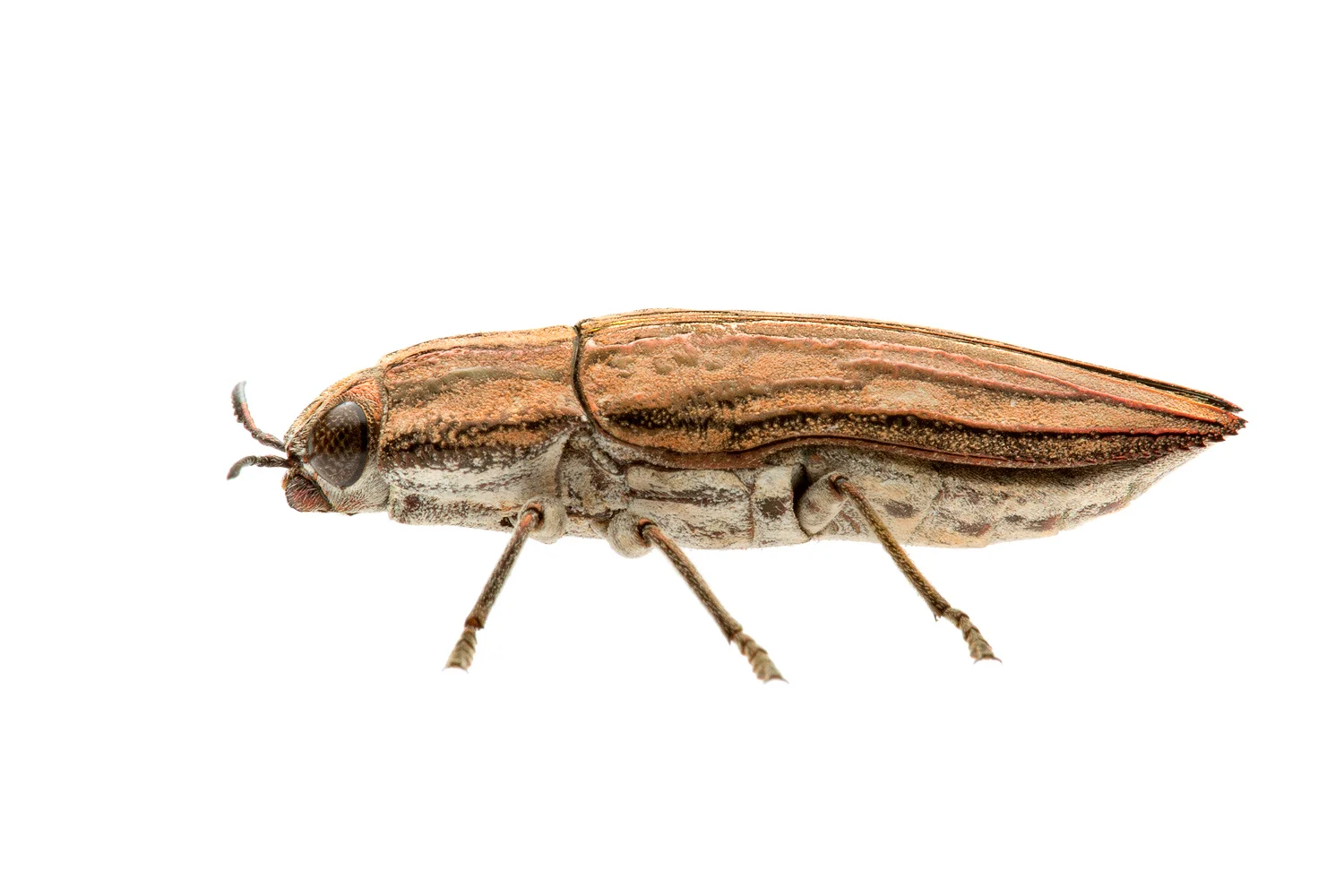 Jewel Beetle (Chalcophorotaenia exilis)