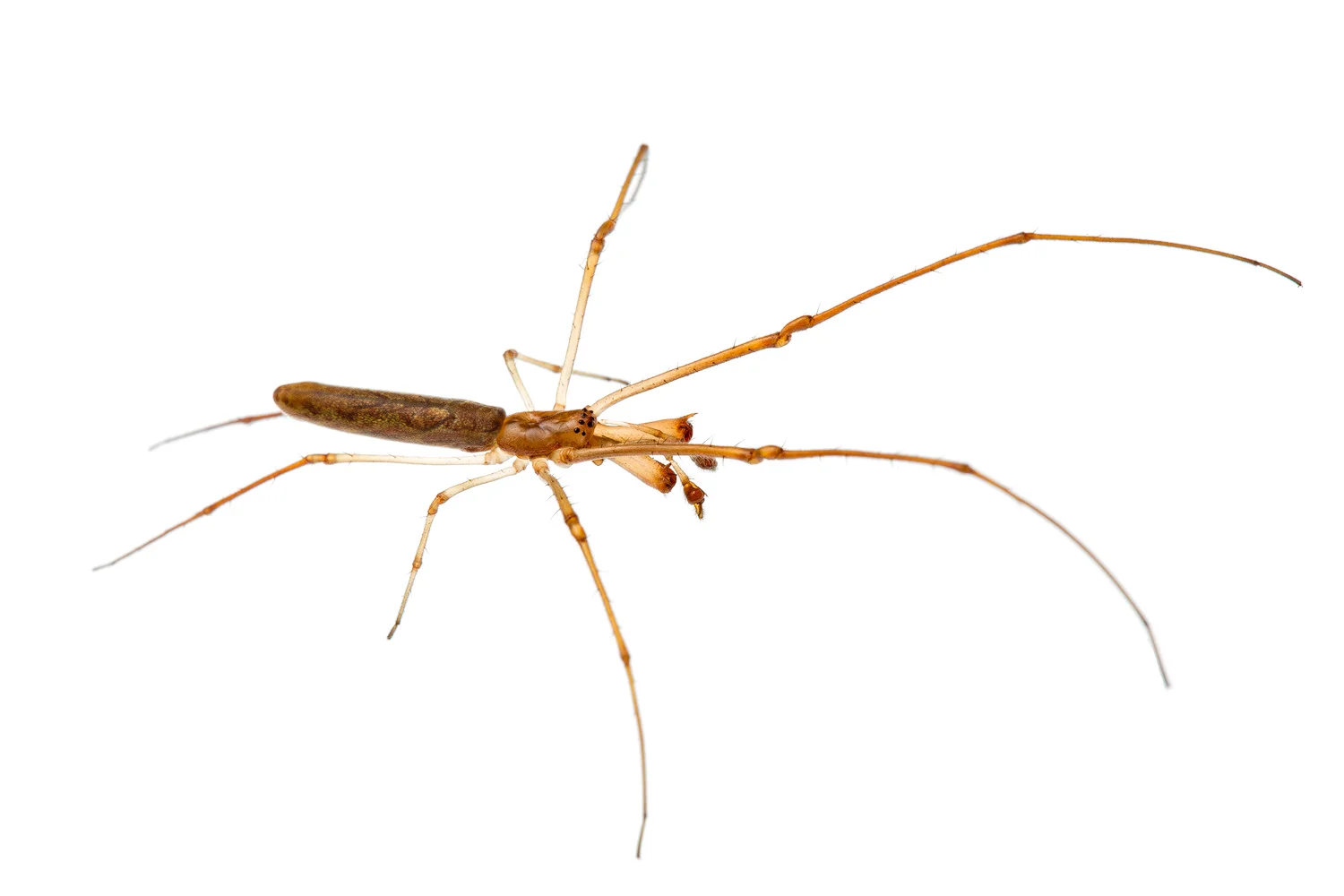 Long Jawed Spider (Tetragnatha nitens)