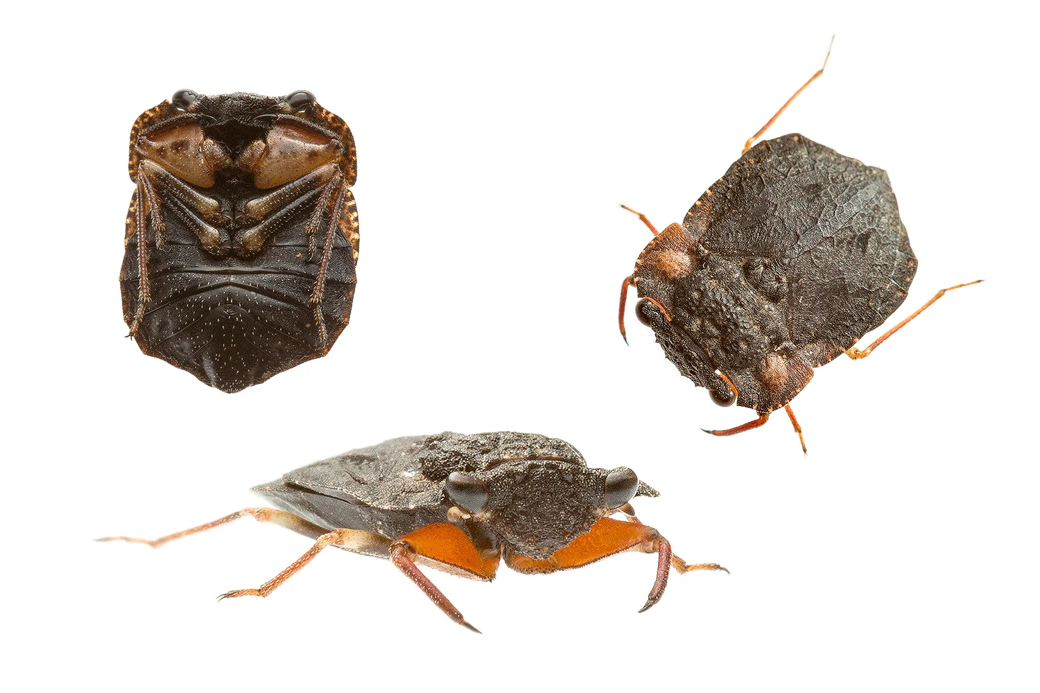 Toad Bug (Nerthra sp.)