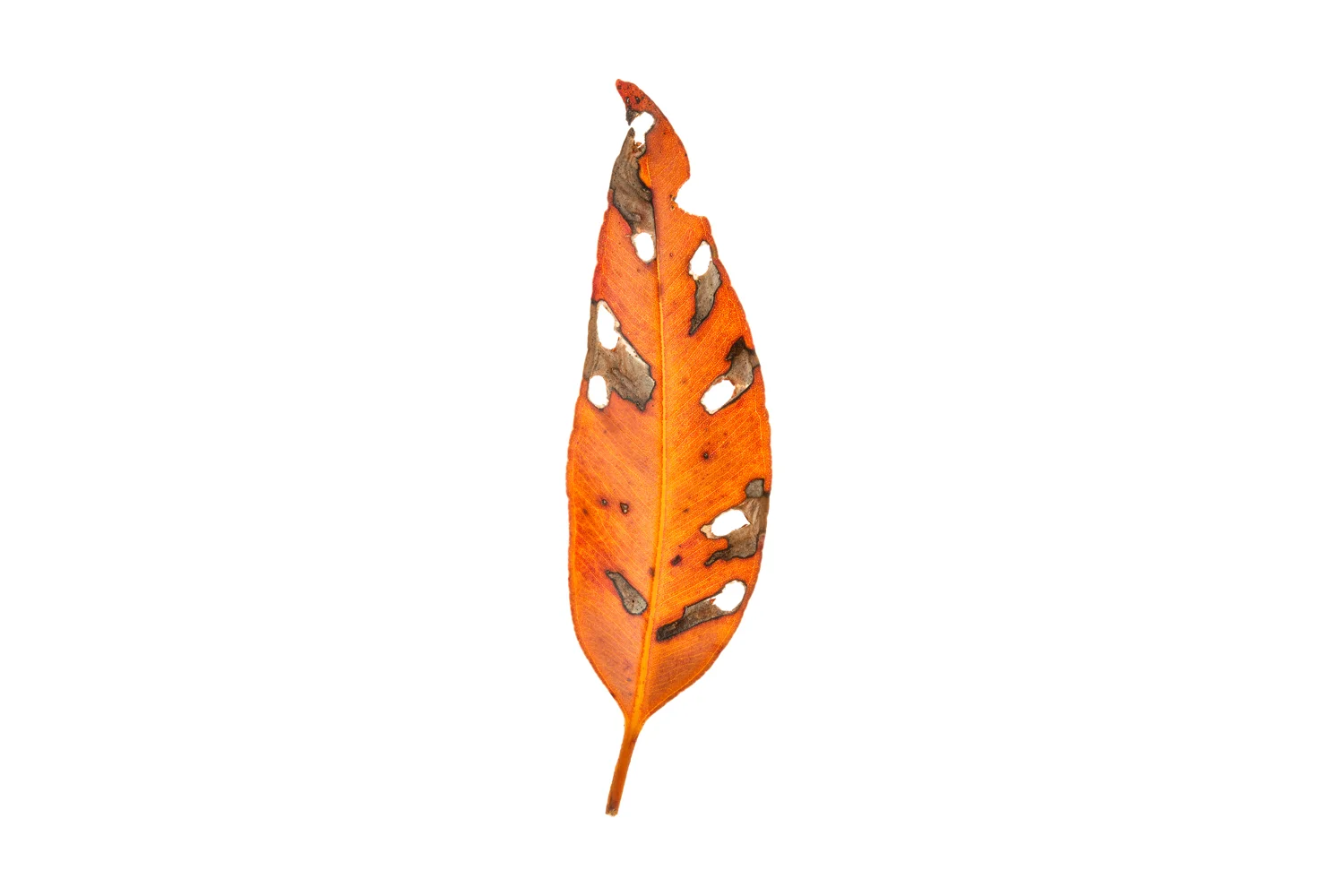Single Eucalyptus Leaf