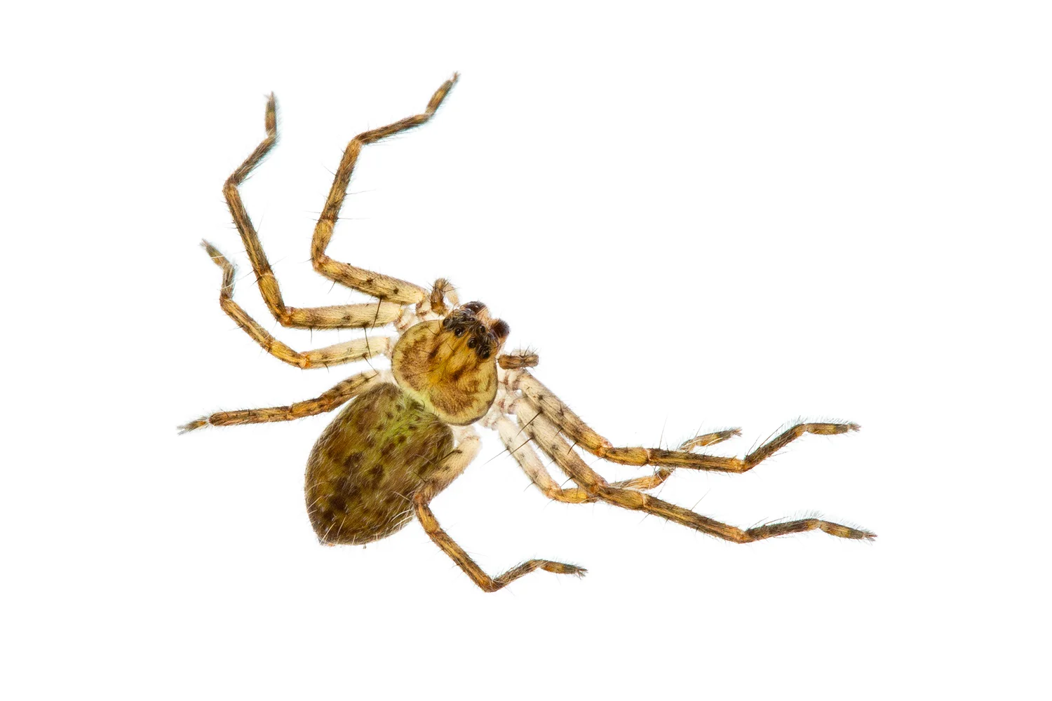 Green Spider to ID