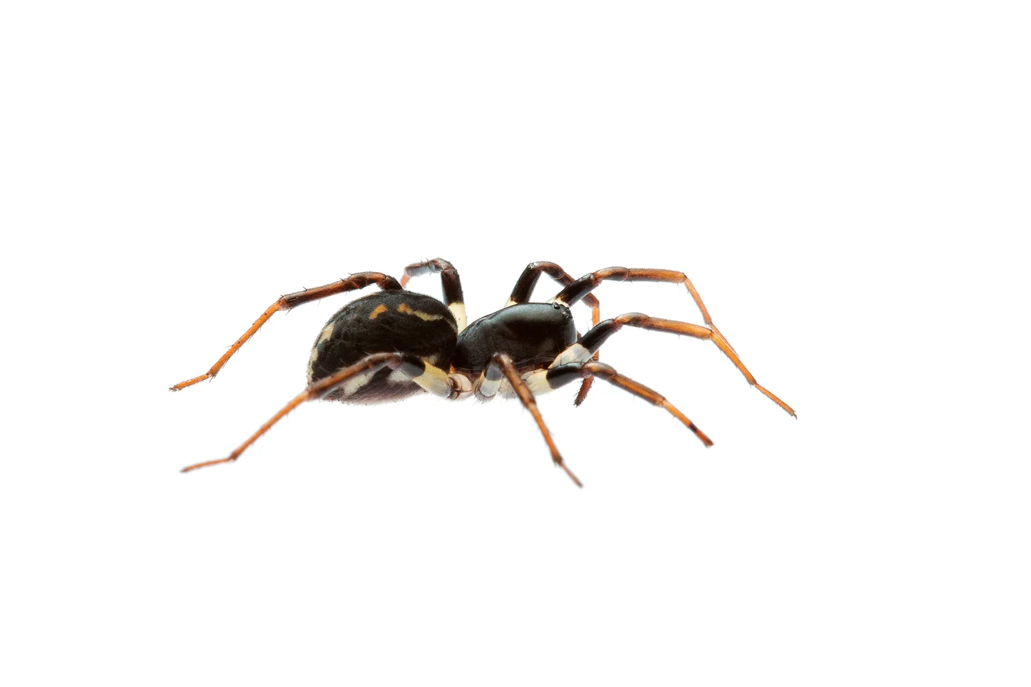 Black Spider (Zodariidae family)