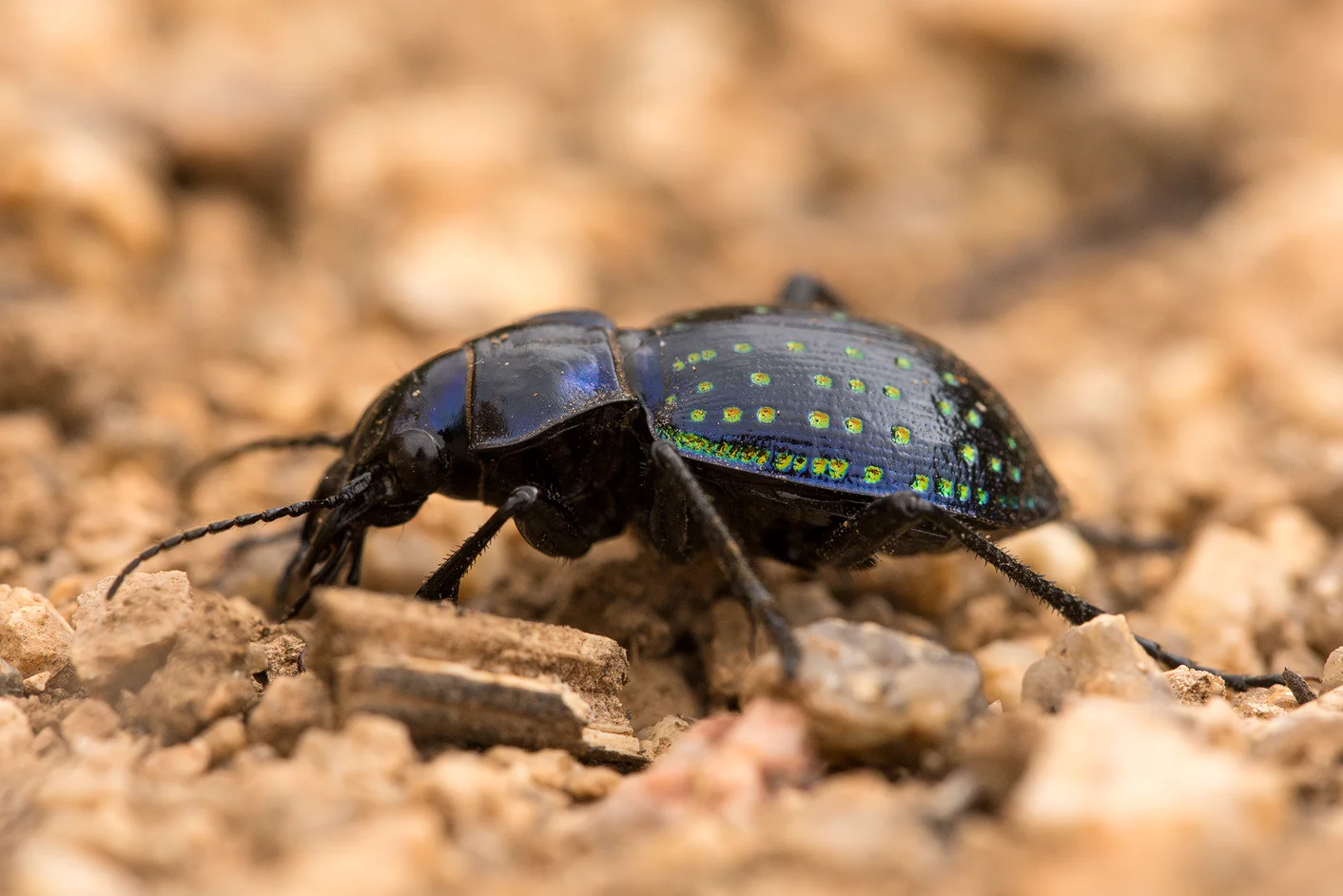 Fischer's Caterpillar Hunter (Calosoma fischeri)