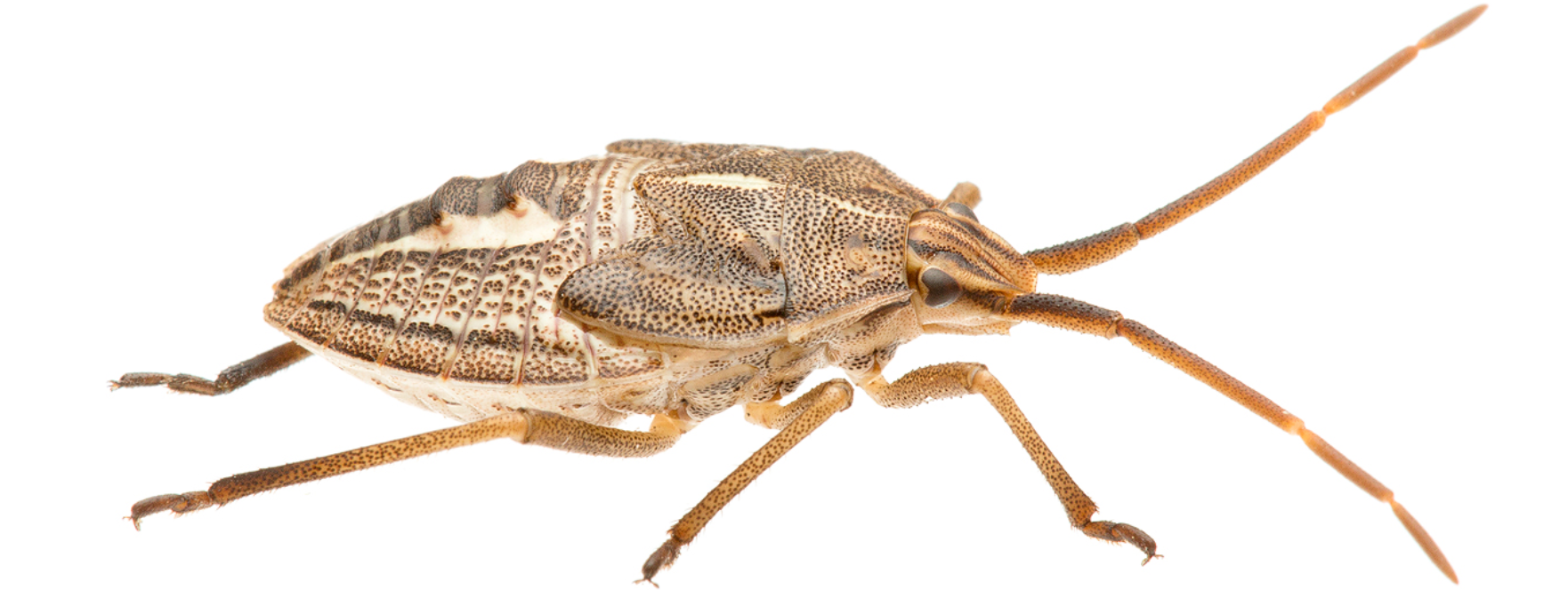 Screen Shot 2017-05-09 at 2.09.36 pm.png