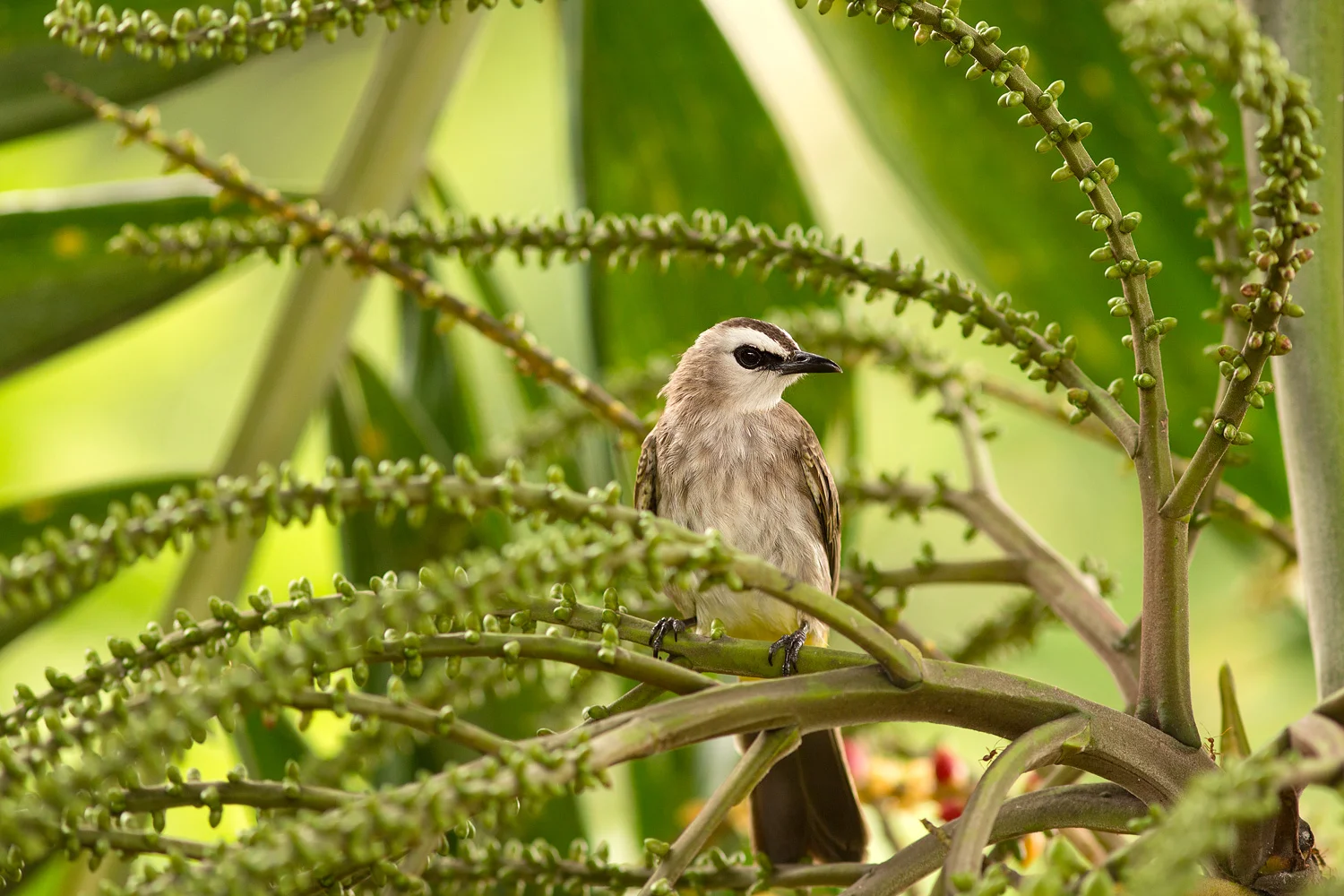 yellow-vented.jpg