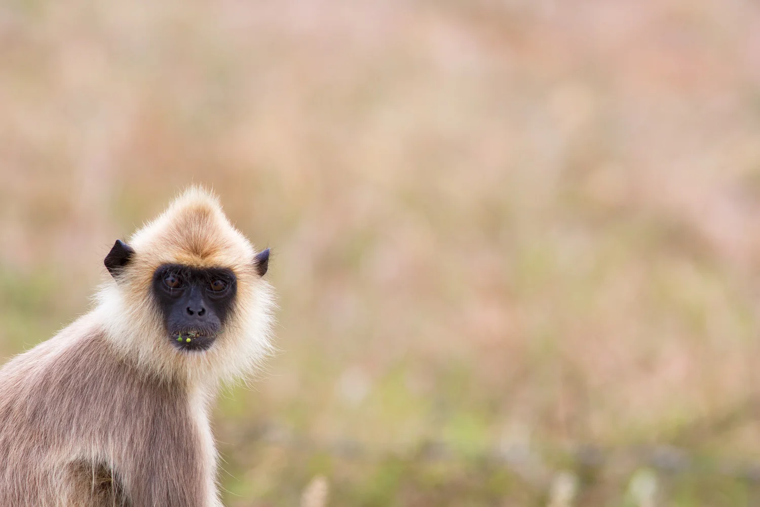 langur.jpg