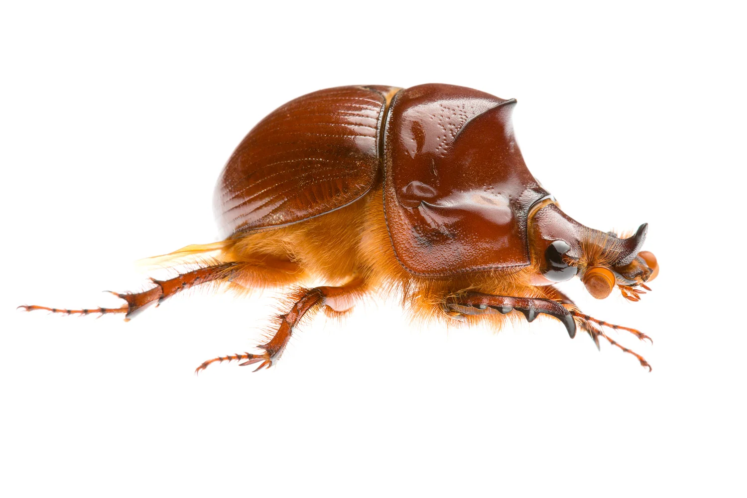 Australia Bolboceratidae sp. 24mm Australia Bolboceratidae sp